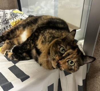 Cleo -  Domestic Short Hair Cat for Adoption in Oakland, California - Cleo | PetCurious