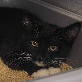 Danny Phantom -  Domestic Short Hair Cat for Adoption in Davenport, Iowa - Danny Phantom | PetCurious