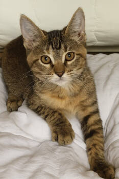 Rescue Domestic Short Hair Cats for Adoption in Dallas, Texas - Kit Kat | PetCurious