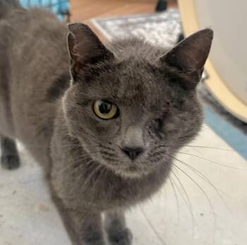Cassina -  Domestic Short Hair Cat for Adoption in Sonora, California - Cassina | PetCurious