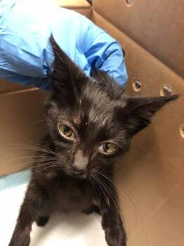 Rescue Domestic Short Hair Cats for Adoption in Long Beach, California - BOO | PetCurious