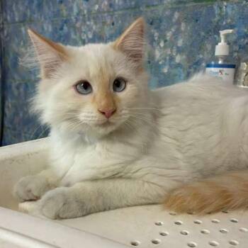 Siamese Cats Available for Adoption in Laredo, Texas - Vanilla Bean | PetCurious