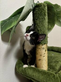 ASTRID -  Domestic Short Hair Cat for Adoption in Broomfield, Colorado - ASTRID | PetCurious
