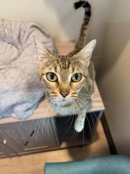Geneva -  Domestic Short Hair Cat for Adoption in Dallas, Texas - Geneva | PetCurious