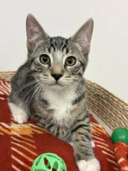 Kitten Kahlua -  Domestic Short Hair Cat for Adoption in Seal Beach, California - Kitten Kahlua | PetCurious