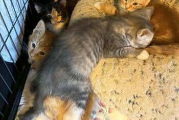 Lark -  Domestic Short Hair Cat Available for Adoption in Kimberlin Heights, Tennessee - Lark | PetCurious