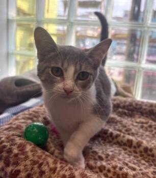 Elowyn -  Domestic Short Hair Cat for Adoption in Warren, Michigan - Elowyn | PetCurious
