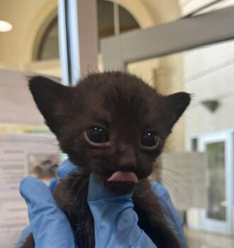JOHN -  Domestic Short Hair Cat for Adoption in Riverside, California - JOHN | PetCurious