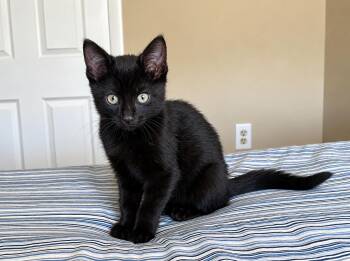 Mocha -  Domestic Short Hair Cat for Adoption in Victor, New York - Mocha | PetCurious