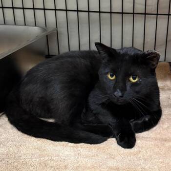 Howie -  Domestic Short Hair Cat for Adoption in Bismarck, North Dakota - Howie | PetCurious