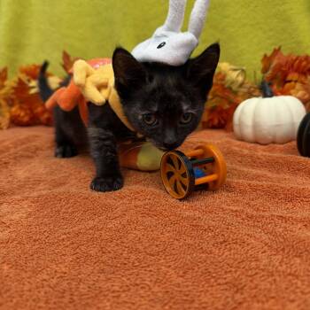 Mazikeen -  Domestic Short Hair Cat for Adoption in Bear, Delaware - Mazikeen | PetCurious