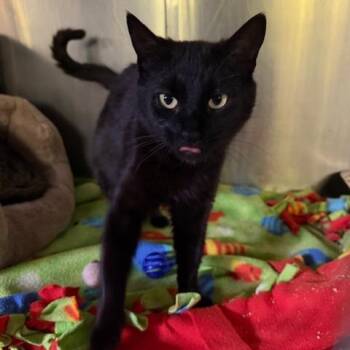 Rasputia -  Domestic Short Hair Cat for Adoption in Cumming, Georgia - Rasputia | PetCurious