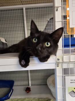Lysander -  Domestic Medium Hair Cat for Adoption in Vancouver, Washington - Lysander | PetCurious