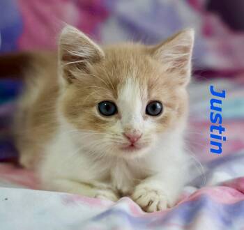 Justin -  Domestic Short Hair Cat for Adoption in Reston, Virginia - Justin | PetCurious