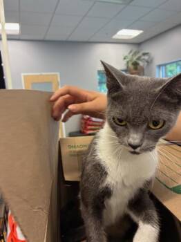 A138806 -  Domestic Short Hair Cat for Adoption in Palmetto, Florida - A138806 | PetCurious