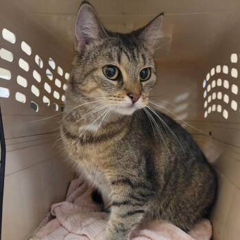 Shirley -  Domestic Short Hair Cat for Adoption in Lake Panasoffkee, Florida - Shirley | PetCurious