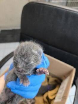 Domestic Short Hair Cats Available for Adoption in Roseville, California - Sprinkle | PetCurious