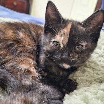 Tortoiseshell Cats Available for Adoption in Sandy Springs, Georgia - Groot | PetCurious