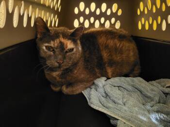 Domestic Medium Hair Cats Available for Adoption in Broomfield, Colorado - PURRMA | PetCurious