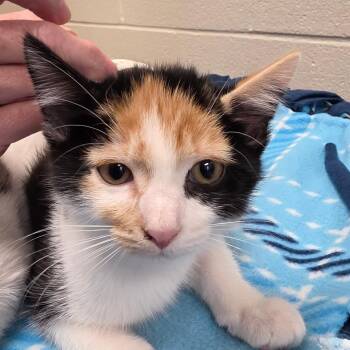 Rosetta -  Domestic Short Hair Cat for Adoption in Council Bluffs, Iowa - Rosetta | PetCurious