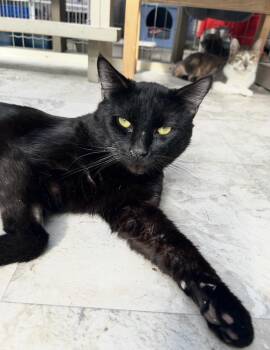Domestic Short Hair Cats Available for Adoption - Verano | PetCurious