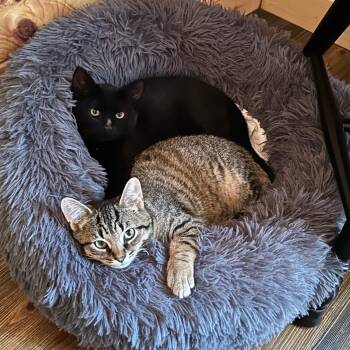 Colt & Wesson -  Domestic Short Hair Cat for Adoption in Wakefield, Quebec - Colt & Wesson | PetCurious