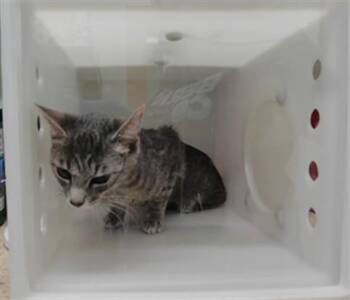 KEELEY -  Domestic Short Hair Cat for Adoption in Albuquerque, New Mexico - KEELEY | PetCurious