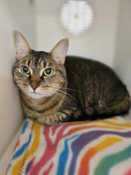 Domestic Short Hair Cats Available for Adoption in Kent, Washington - WILENA | PetCurious