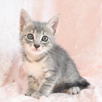 Domestic Short Hair Cats Available for Adoption in Mobile, Alabama - Bunny | PetCurious