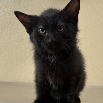 Domestic Short Hair Cats Available for Adoption - Taft | PetCurious