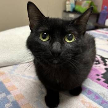 Raja -  Domestic Short Hair Cat for Adoption in Tempe, Arizona - Raja | PetCurious