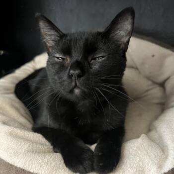 CARTWHEEL -  Domestic Short Hair Cat for Adoption in Olmos Park, Texas - CARTWHEEL | PetCurious