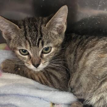 Gator (C000-224) - Chino Hills Location -  Domestic Short Hair Cat for Adoption in Chino Hills, California - Gator (C000-224) - Chino Hills Location | PetCurious