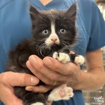 Domestic Long Hair Cats Available for Adoption in Washington, District Of Columbia - Mr. Lewey | PetCurious