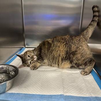 Domestic Short Hair Cats Available for Adoption in Greensboro, North Carolina - Pawla Dean | PetCurious