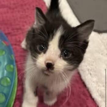 Domestic Short Hair Cats Available for Adoption in Harrisonburg, Virginia - Fluffy | PetCurious