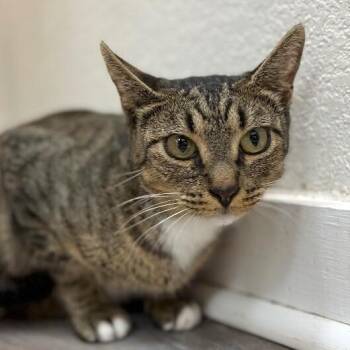 Hunny Bunny -  Tabby and Domestic Short Hair Cat for Adoption in Friendswood, Texas - Hunny Bunny | PetCurious