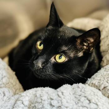 Rescue Domestic Short Hair Cats for Adoption in Jackson Township, New Jersey - Onyx | PetCurious