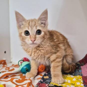 Juno -  Domestic Medium Hair Cat for Adoption in Riverside, California - Juno | PetCurious