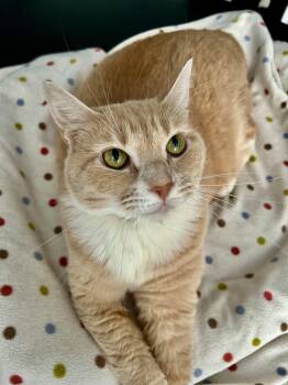 Goldie -  Domestic Short Hair Cat for Adoption in Grand Rapids, Michigan - Goldie | PetCurious