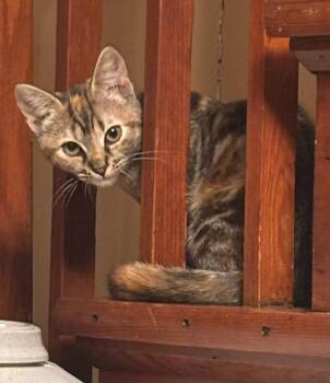 Rescue Domestic Short Hair Cats for Adoption in Morganton, North Carolina - Drumstick | PetCurious