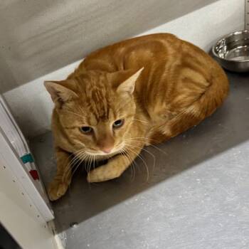 Rescue Domestic Short Hair Cats for Adoption in Austin, Texas - Eldermew JG | PetCurious