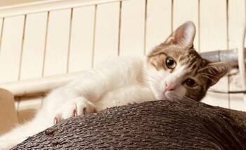 Rescue Tuxedo and Tabby Cats for Adoption in New Orleans, Louisiana - Cookies Dough | PetCurious