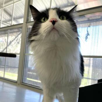 Domestic Medium Hair Cats Available for Adoption - Zaquiri Shoppe | PetCurious