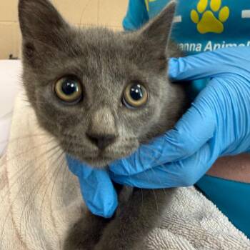 Watermelon -  Domestic Short Hair Cat for Adoption in Troy, Virginia - Watermelon | PetCurious