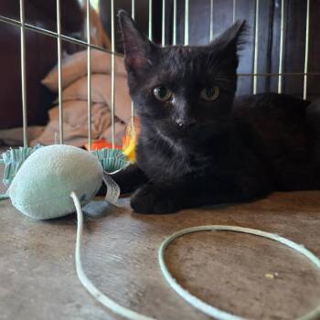 Bingo -  Domestic Short Hair Cat for Adoption in Bentonville, Arkansas - Bingo | PetCurious