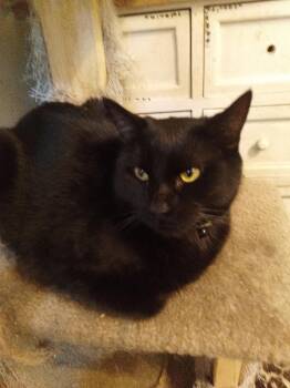 Rescue Domestic Short Hair Cats for Adoption in Woodland, California - BooBoo | PetCurious