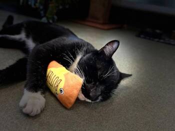 Rescue Domestic Short Hair Cats for Adoption in Maidens, Virginia - Nyx | PetCurious