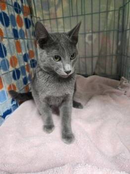 McQueen -  Domestic Short Hair Cat for Adoption in Gainesville, Florida - McQueen | PetCurious