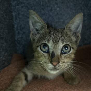 Rollins -  Domestic Short Hair Cat for Adoption in League City, Texas - Rollins | PetCurious